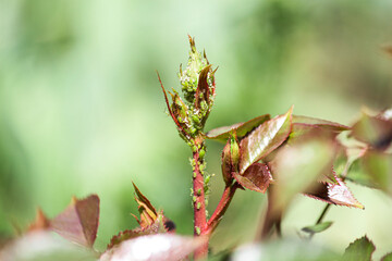 aphids on a rosebud. garden pests