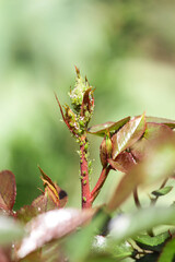 aphids on a rose. garden pests