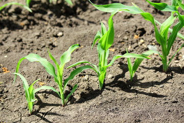 plant. Corn in the garden 
