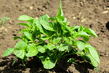 plant. potatoes in the garden