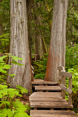Wooden boardwalk in Mt Revelstoke National Park, British Columbia, Canada