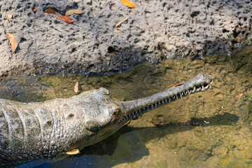 Gharial Crocodile 