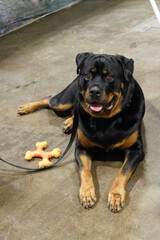 Rottweiler Dog with a Toy 