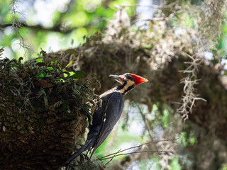 Red Headed Woodpecker 