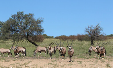 Naklejka na ściany i meble Gemsbok or South African Oryx, Kgalagadi Transfrontier Park, South Africa