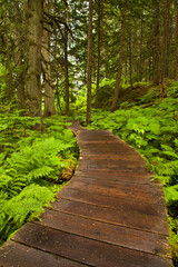 Fototapeta na wymiar Wooden boardwalk in Mt Revelstoke National Park, British Columbia, Canada