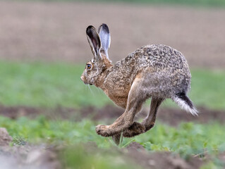 Running Rabbit