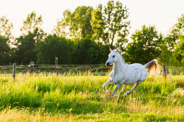 White horse running in meadow