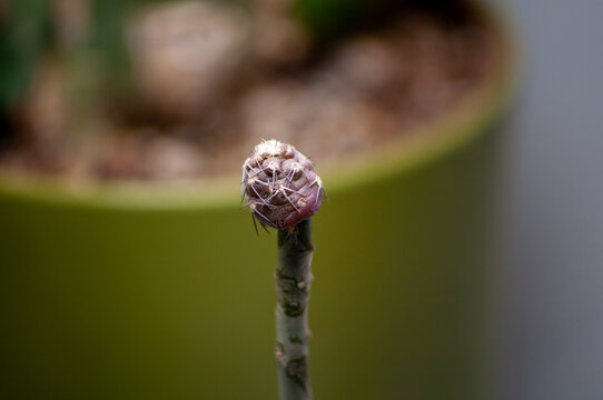 Tephrocactus Geometricus Grafted to Pereskiopsis Spathulata Macro