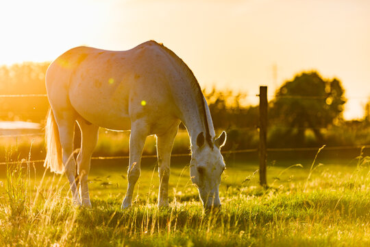 White horse eating grass in meadow at sunset
