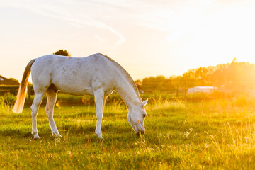 Fototapeta na wymiar White horse eating grass in meadow at sunset 