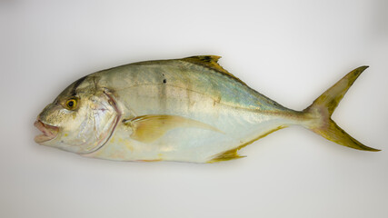 Golden trevally sea fish isolated on white background, Gnathanodon speciosus