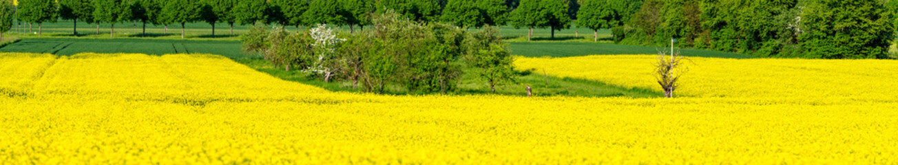 Eine Apfelobstplantage oder Streuobstwiese eingerahmt von einem Feld mit gelb blühendem Raps