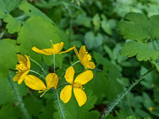 Wild yellow celandine flowers on a natural background .