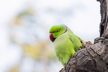 Rose ringed parakeet on a branch