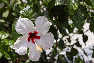 Obraz premium Hibiscus flower is a genus of flowering plants in the mallow family, Malvaceae. the EDGE District of St. Petersburg, Florida, wall murals 