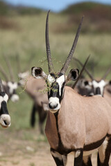 Gemsbok cow with bush on her face, Kgalagadi, South Africa