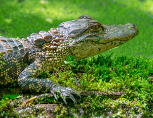 American Alligator Basking