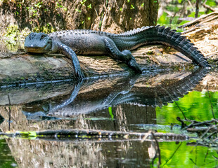 American Alligator Basking