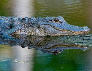 Obraz premium American Alligator Basking