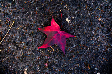 red maple leaf on black background