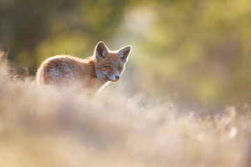 red fox cub at sunset