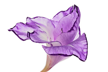 one gladiolus light and dark violet bloom on white