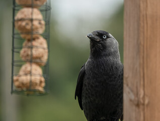 close up of a Jackdaw (Corvus monedula) looking at hanging fatballs