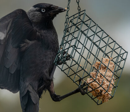 Close Up Of A Jackdaw (Corvus Monedula) Hanging From A Bird Feeder Cage As It Attacks Suet And Seed Feed