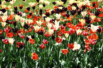 A field of colorful tulips 