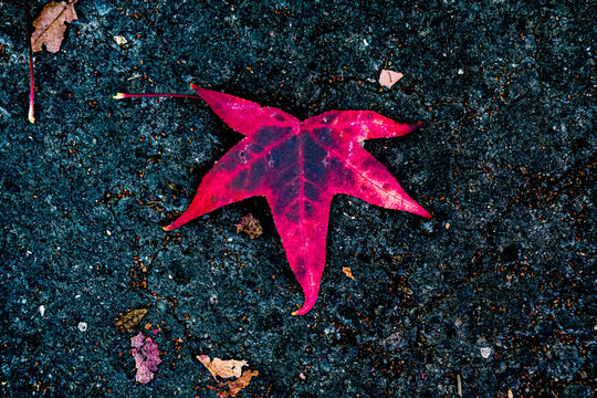 red maple leaf on a stone