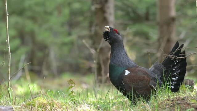 Majestic Western Capercaillie (Tetrao Urogallus) with big tail courting in forest in spring
