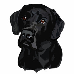 Black Labrador Retriever Head Vector Illustration