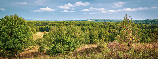 forest summer landscape