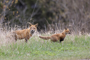 Red fox family in spring