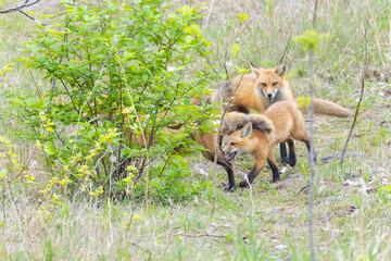 Red fox family in spring
