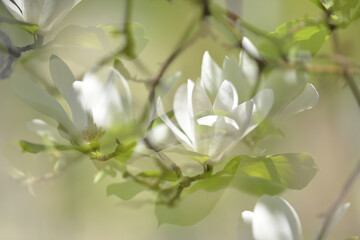 Focus sélectif sur un arbre en fleur, annonçant le printemps.