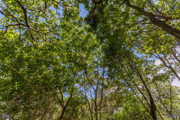 Blue sky through tree branches