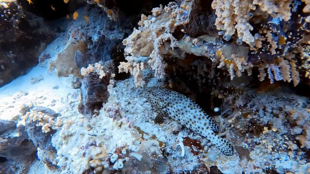 4k footage of a Greasy Grouper (Epinephelus tauvina) in the Red Sea, Egypt