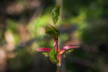 Buds and young leaves of a walnut. Young leaves of a walnut tree. selective focus