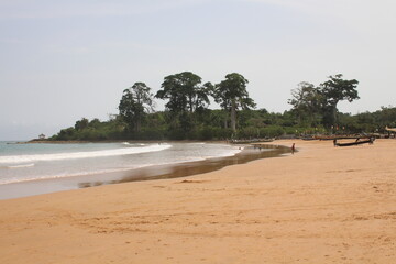 beach with palm trees