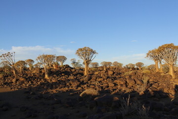 Quiver tree forest at sunset