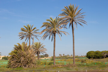 Vega Baja del Segura - Torrevieja - Un oasis junto al mar en Cala Ferris