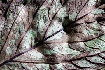 La hoja de hortensia secándose a la sombra del jardín muestra un diseño natural en forma de ángulos geométricos en sus costillas negras, formando una hermosa y original textura para los fondos