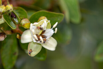 African bees collecting nectar from the flowers of the jatobá, a typical tree of the Brazilian cerrado biome