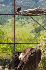 Black vulture or brown vulture, zoo