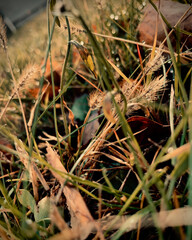 grass in the grass