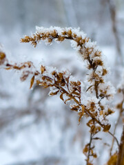 snow covered tree