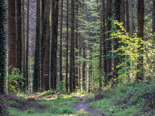 Waldweg durch den Mischwald