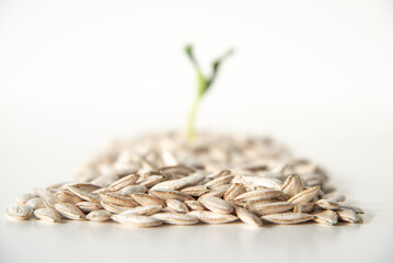 Baby plant growing from seed